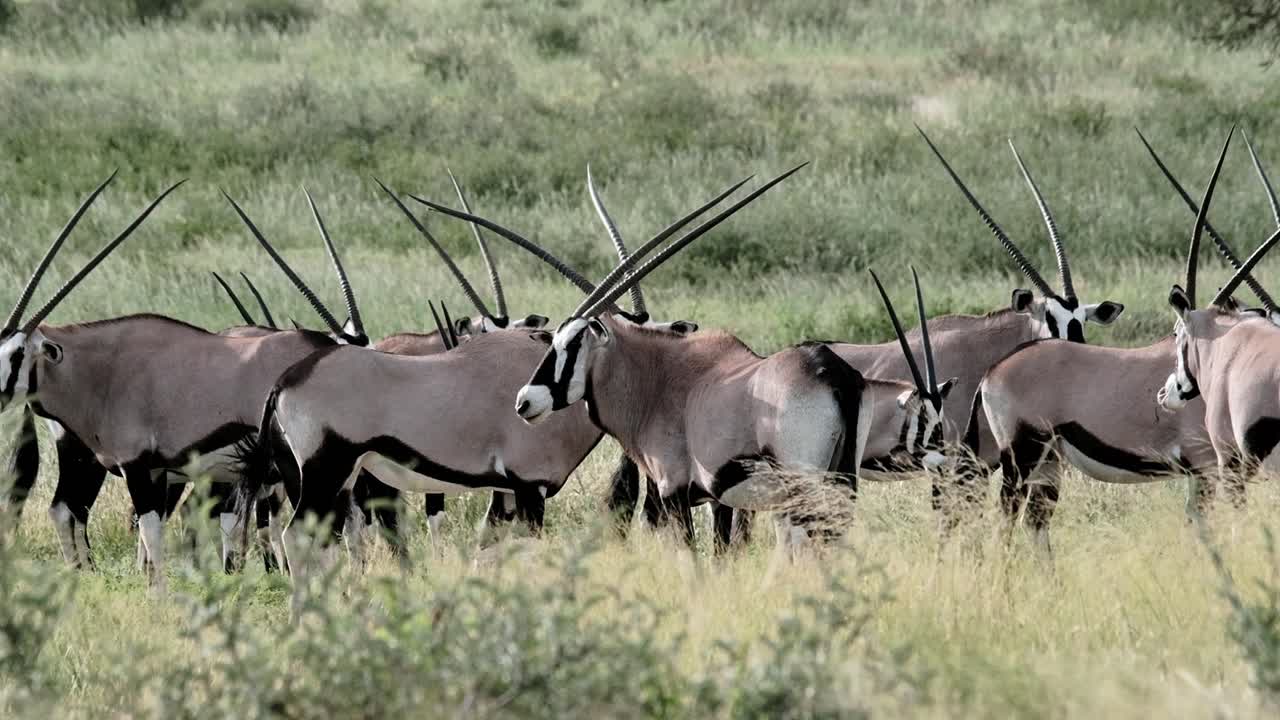 A group of Oryx in the Kalahari
