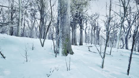 forest in winter time at sunset