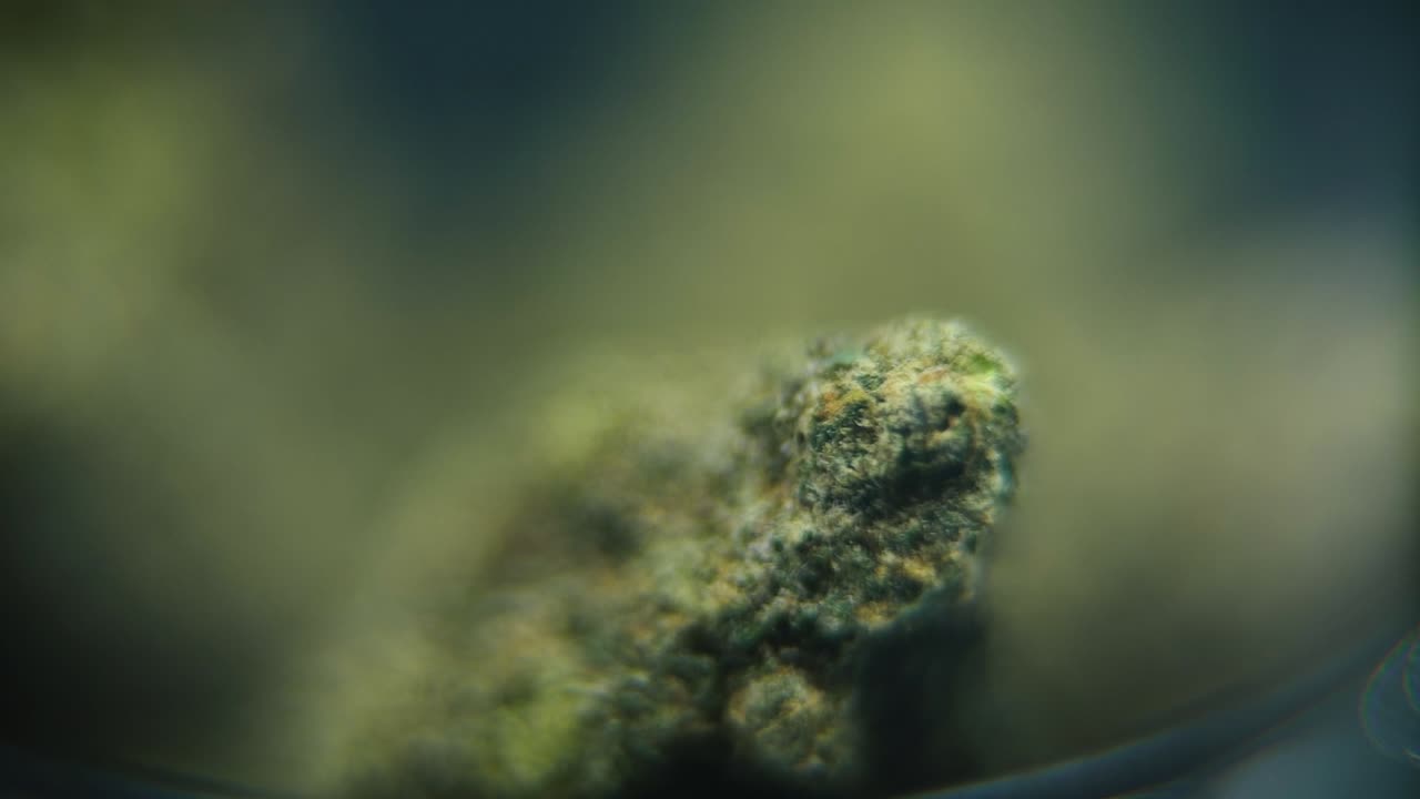 macro rotativo video suave de una planta de cannabis, cepas híbridas, sativa rara, flor de marihuana, cámara lenta 120 fps, iluminación de estudio, profundidad de campo de ensueño