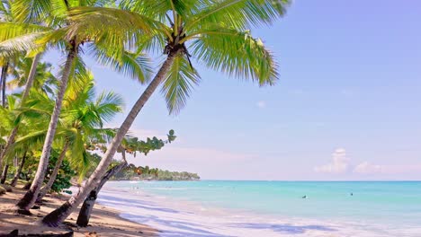 stunning playa bonita white sand beach fringed with palm trees, caribbean