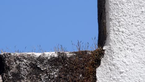 Schwarze-Gartenameisen-Wandern-An-Einer-Wand-Auf-Und-Ab