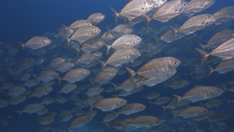 big shoal, school of caranx, jack fish, trevallies in clear water on a tropical coral reef around the islands of tahiti, french polynesia, south pacific ocean