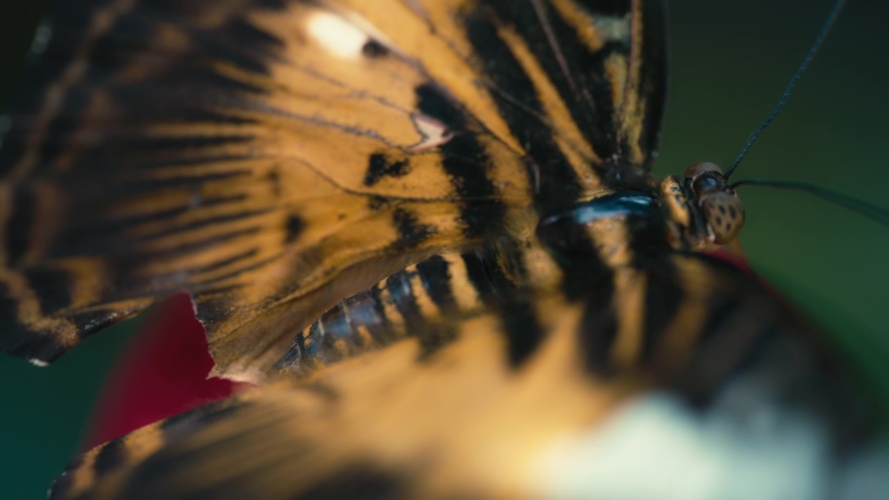 Scatto macro delle ali di una farfalla longwing dorata.