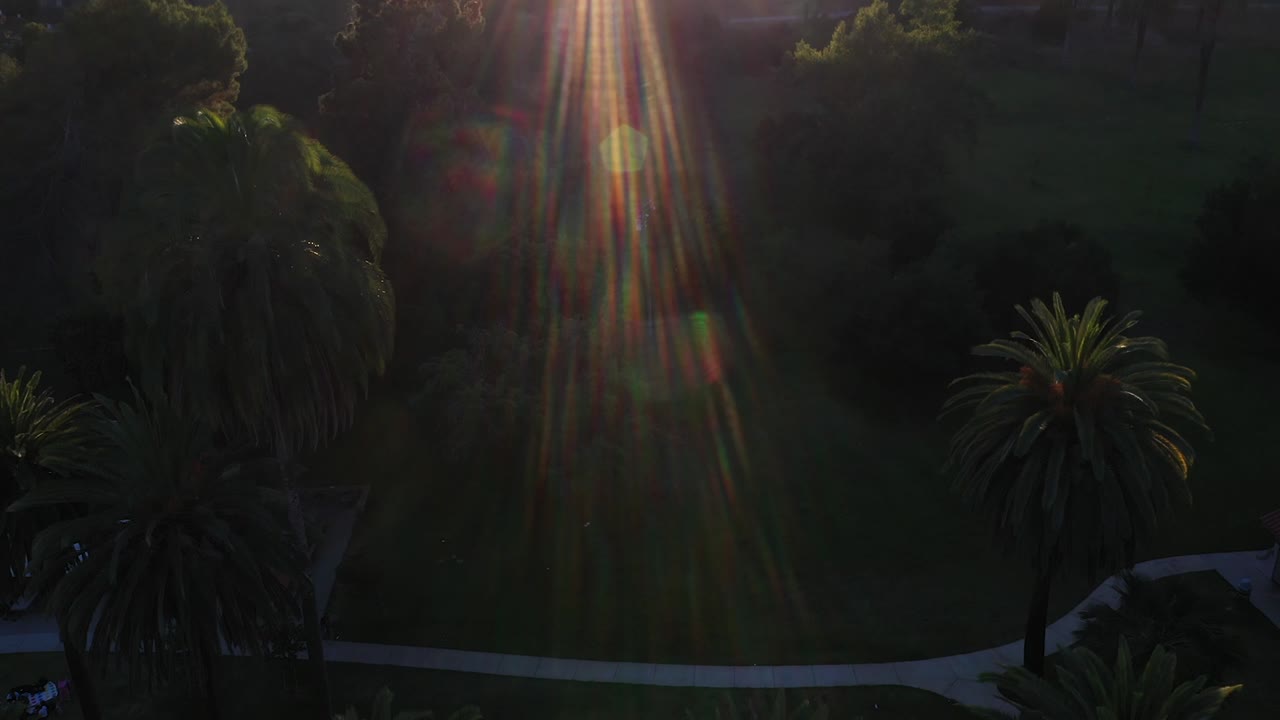 Drone shot of multiple palm trees panning up during golden sunset hour with sun flare and clear blue skies in Los Angeles, California park picnic area