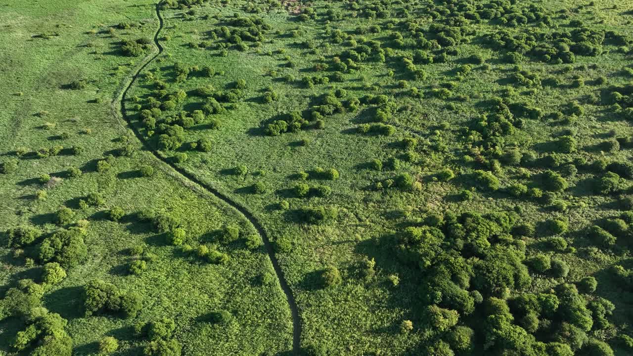 vista aérea de un campo verde exuberante con un camino