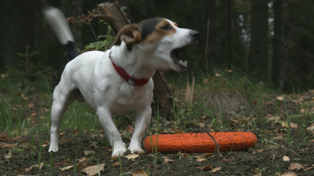 un cagnolino con il suo giocattolo