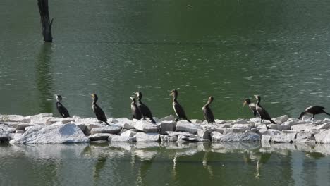 indian cormorant perched on rocks for sunbathing. static