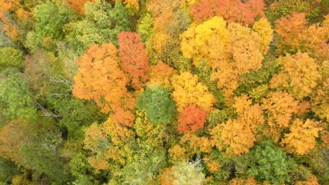 autumn landscape of the autumn bright multi-colored trees, green, orange and reddish tint