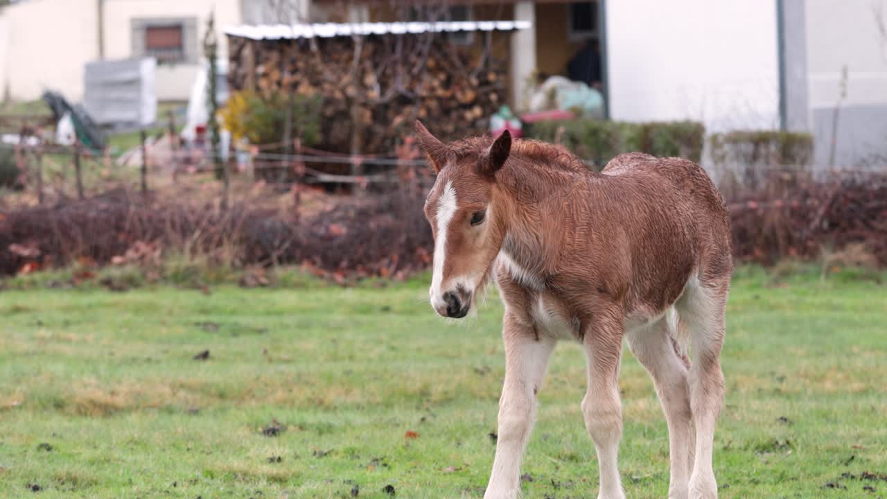 hermoso caballo joven marrón y blanco con piel mojada en un día lluvioso