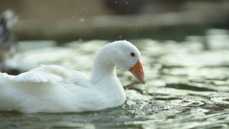 white geese are swimming in the pond