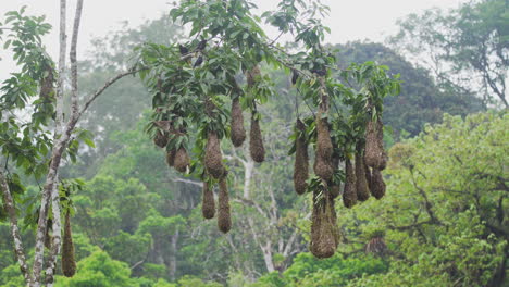 Breeding-colony-of-Montezuma-oropendola-birds-congregating-around-perfectly-woven-hanging-nests