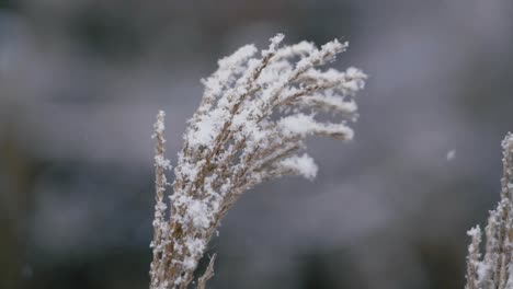 Hermosas-Plántulas-De-Plantas-De-Hierba-Bajo-La-Nieve-En-Cámara-Lenta