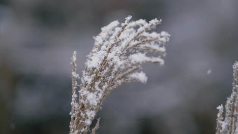 hermosas plántulas de plantas de hierba bajo la nieve en cámara lenta