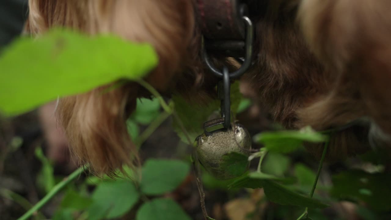 Close-up of a trained truffle dog wearing a collar and bell, sniffing intently through green foliage during a tartufo hunt