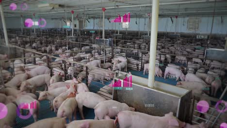 indoor pig farm with digital overlays showing health stats, in a crowded, controlled environment