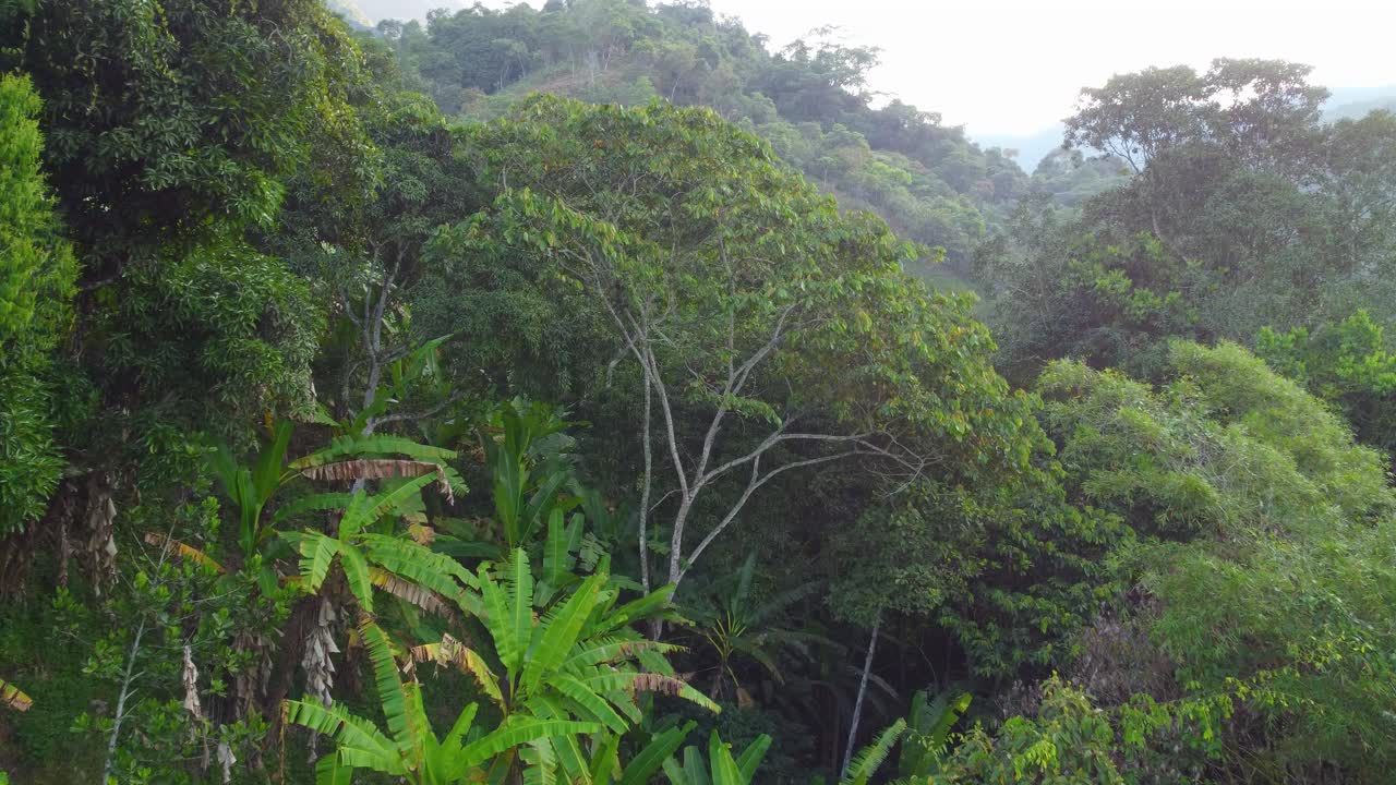 Lush green tropical rainforest canopy with dense foliage, daylight