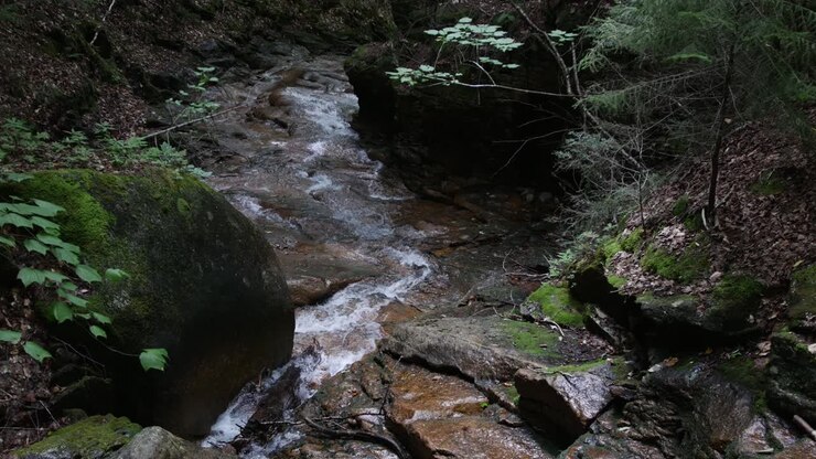 Clear water runs through a rocky forest floor as the camera tilts upstream
