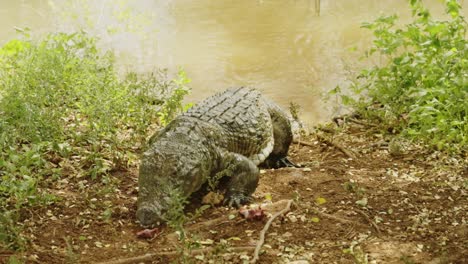 dangerous crocodile near the lake