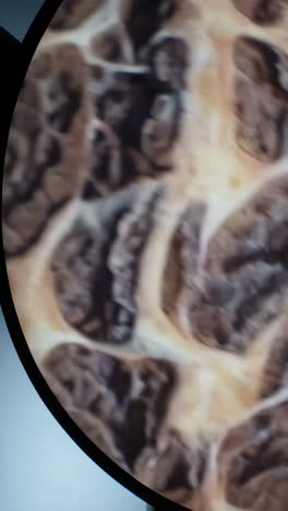 microscopic view of a biological tissue sample
