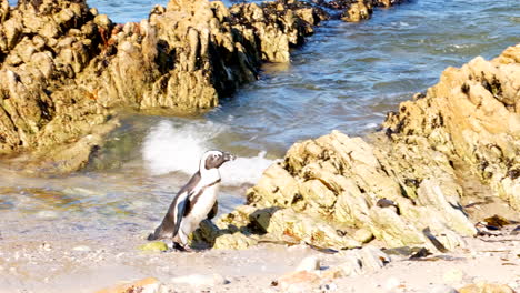 african penguin walking on the beach