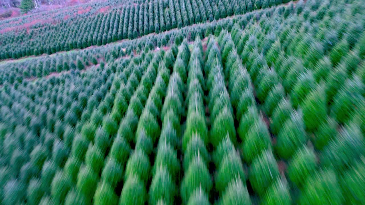 Aerial push over frasier fir christmas trees at a farm in ashe county nc, north carolina