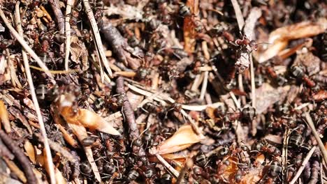 high speed macro shot of an ant colony in the forest