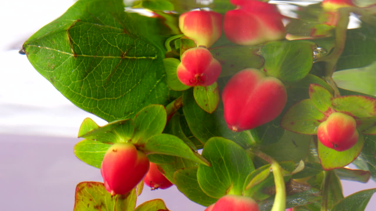 ผลเบอร์รี่สีแดงพร้อมใบสีเขียว