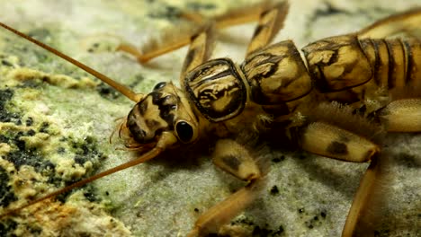 Stonefly-nymph-clinging-to-a-rock-in-a-trout-stream,-close-up