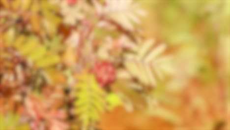 close-up of colorful autumn leaves and red berries moving softly in the wind, with warm natural lighting and shallow depth of field