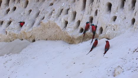 Beautiful-red-Carmine-Bee-eater-birds-outside-their-cliffside-burrows