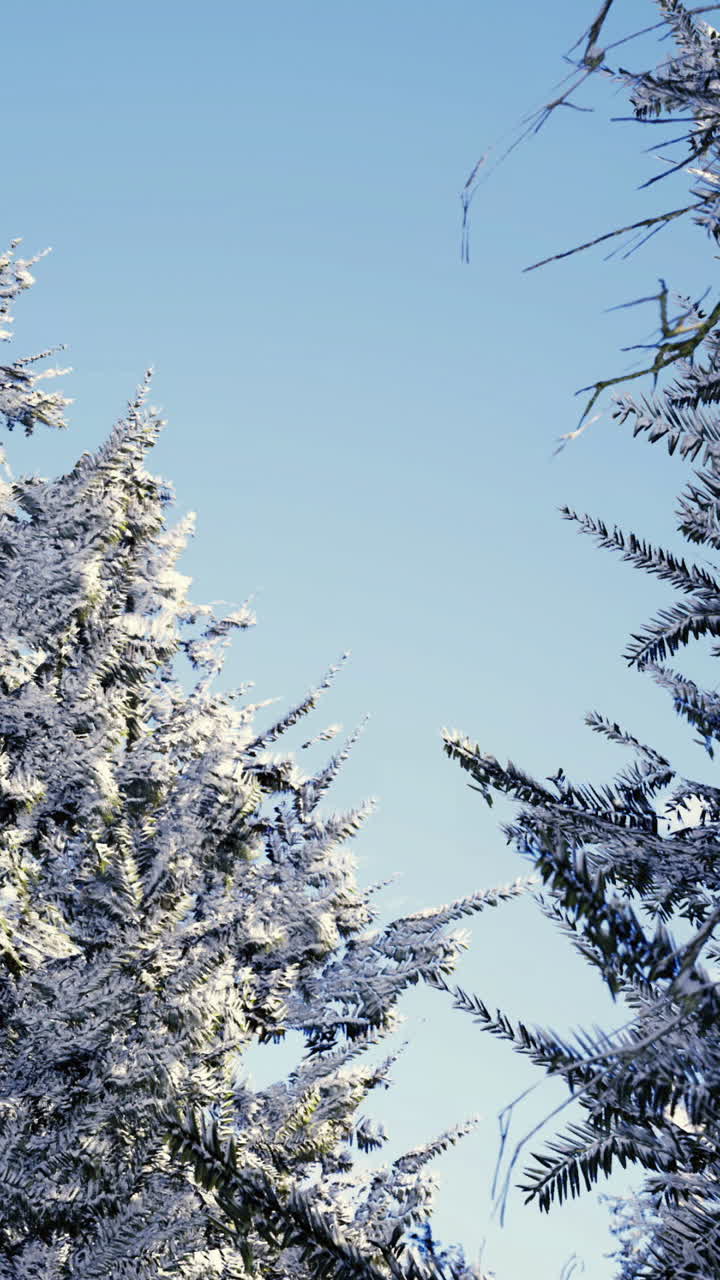 Snow covered trees against clear blue sky in winter season