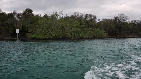 View-of-trees-and-mangroves-along-the-Tweed-River,-Northern-New-South-Wales,-Australia