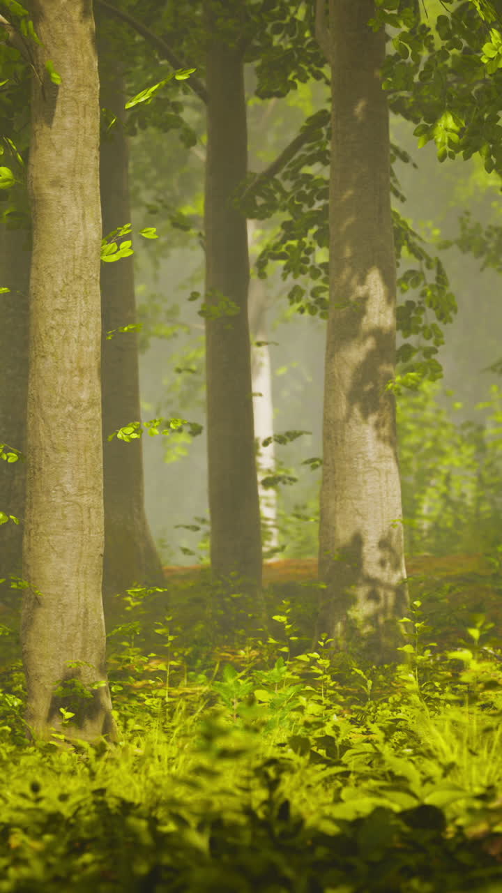 안개 숲의 장면