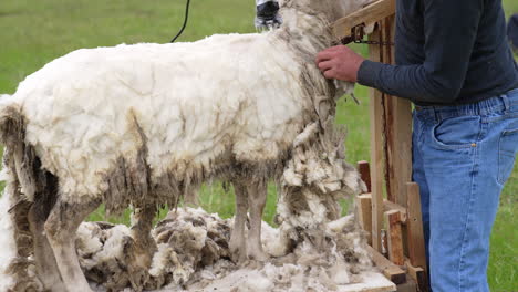 farmer shearing white sheep. soft wool of a sheep is cutting by a worker with a special electric machine outdoors. shearing sheep for production of wool fleece.