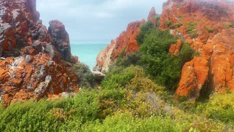 plantas en las rocas cerca del océano en fransmanshoek en sudáfrica