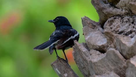 the oriental magpie-robin is a very common passerine bird in thailand in which it can be seen anywhere