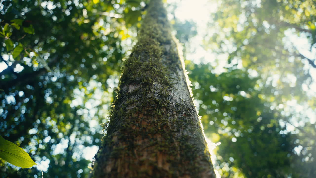 Sunlight through the trees in a forest