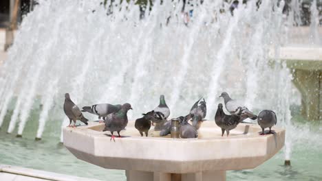 pigeons at a fountain