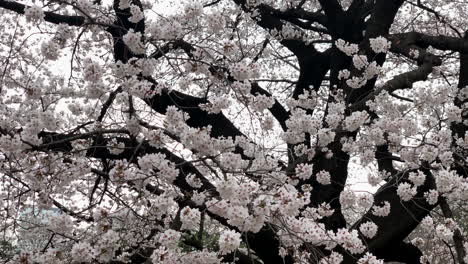 pink cherry blossoms flowers move fluidly on a cloudy day at shinjuku gyoen national garden