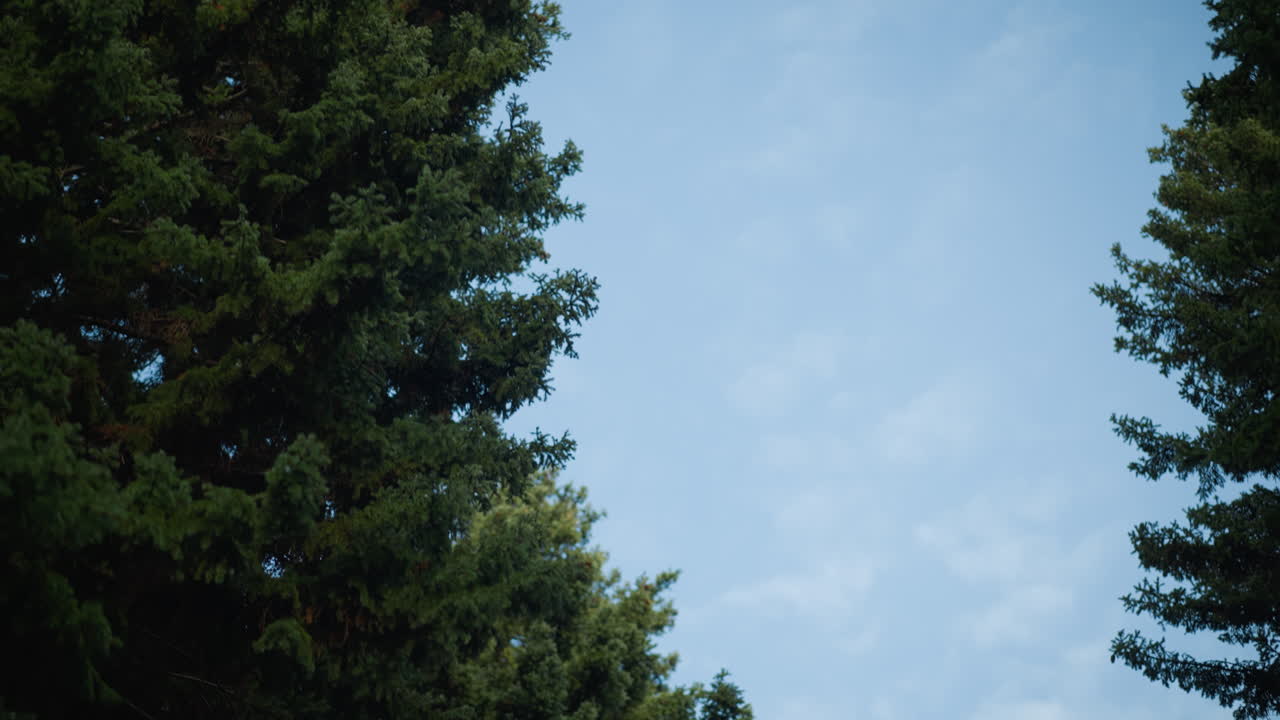 푸른 나무 가지가 부드러운 저녁 하늘을 향해 어서 진정된 자연 풍경을 형성합니다. 부드러운 조명은 깊이와 질감을 향상시니다. 풍부한 잎자루로 진정시키는 야외 장면을 만니다.