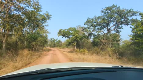 Punto-De-Vista-De-Un-Automóvil-Conduciendo-Fuera-De-La-Carretera-Por-Un-Sendero-Forestal-Durante-Un-Safari-Por-La-Jungla-En-El-Parque-Nacional-De-Kuno-En-Sheopur,-Madhya-Pradesh,-India