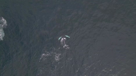 young humpback whale calf learning from mother to dive in ocean, 4k aerial view