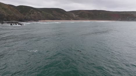 Dolphin-watching-from-the-air-at-the-Portugal-coast