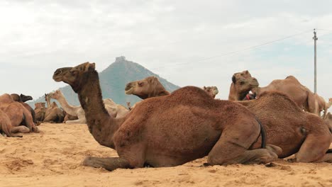 Camellos-En-La-Feria-De-Pushkar,-También-Llamada-Feria-De-Camellos-De-Pushkar-O-Localmente-Como-Kartik-Mela,-Es-Una-Feria-Ganadera-Y-Cultural-Anual-De-Varios-Días-Que-Se-Celebra-En-La-Ciudad-De-Pushkar,-Rajasthan,-India.