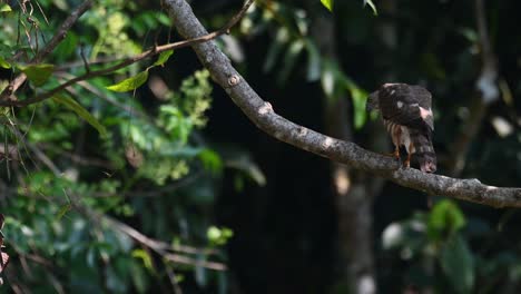 shikra, accipiter badius, parque nacional khao yai, tailandia