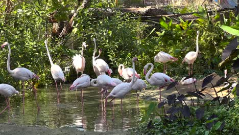 flamingos wading and interacting in a pond