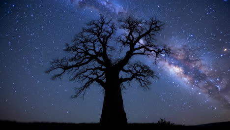baobab tree under the milky way
