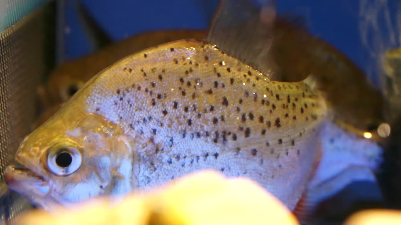 Aquatic creatures, spotted piranha, fin nipping a captive behavior among piranhas