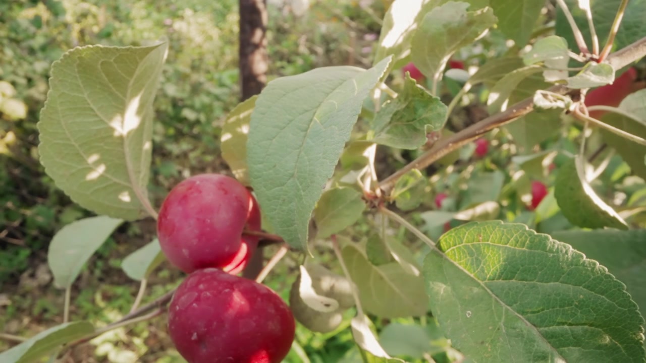 Manzanitas rojas madurando en una rama en un jardín soleado