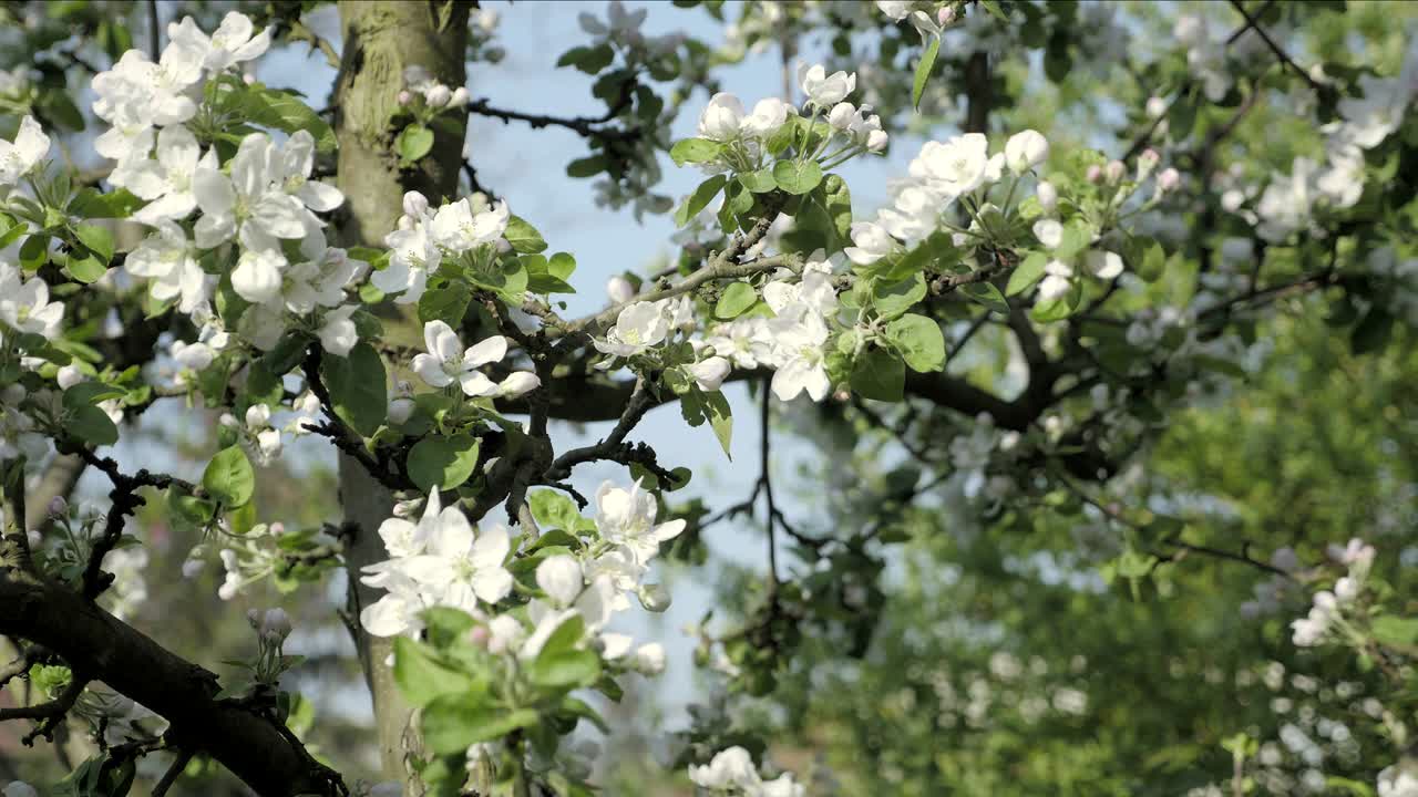Detail of fall petals on spring theme. Apple blossom flower